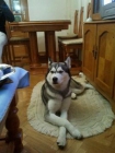Husky siberiano para monta - mejor precio | unprecio.es