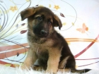 PASTOR ALEMAN CACHORROS DE CALIDAD CON PEDIGREE - mejor precio | unprecio.es