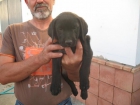 vendo ultima cachorra labrador en cordoba 100 - mejor precio | unprecio.es