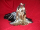 Yorkshire Terrier Cachorros - mejor precio | unprecio.es