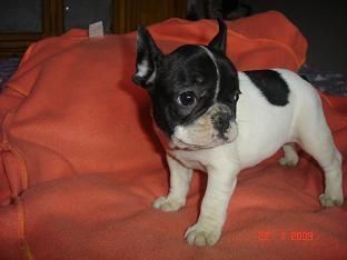 BULLDOG FRANCES EN BARCELONA --450 --