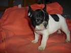 BULLDOG FRANCES EN BARCELONA --450 -- - mejor precio | unprecio.es
