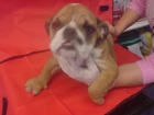Bulldog Inglés venta de cachorros - mejor precio | unprecio.es
