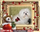 cachorrito macho miniatura de bichon maltes linea americana con pedigri de loe - mejor precio | unprecio.es