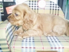 cachorros de COCKER con PEDIGREE 270 - mejor precio | unprecio.es