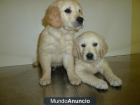 CACHORROS DE GOLDEN RETRIEVER - mejor precio | unprecio.es