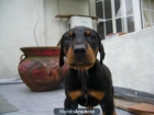 Hermosa cachorrita y cachorrito doberman - mejor precio | unprecio.es