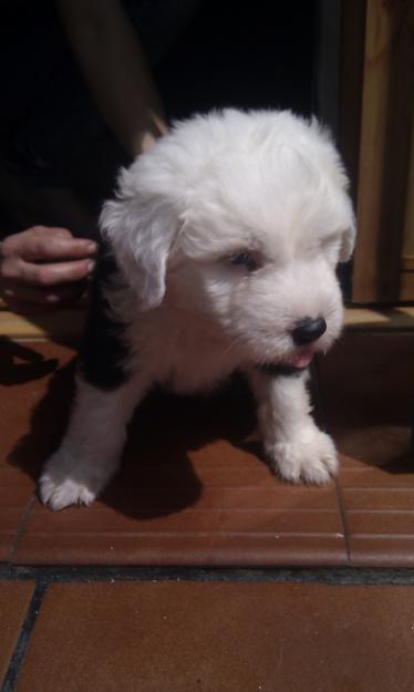 SE VENDE PRECIOSOS CACHORROS DE BOBTAIL (DANIEL EL TRAVIESO)