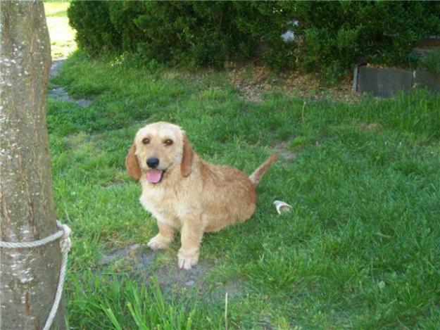 topisto,x teckel y grifon,buenisimo,adopcion