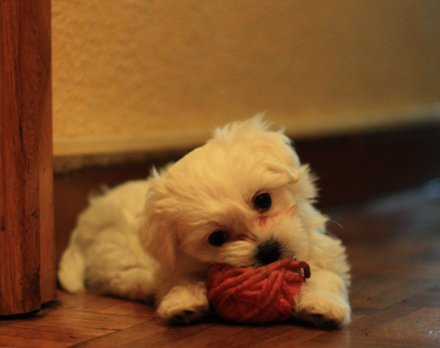 cachorros pequeños de bichón maltés