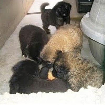 Adopta un precioso cachorro. www.animaliak.es