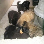 Adopta un precioso cachorro. www.animaliak.es - mejor precio | unprecio.es