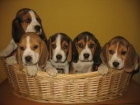 BEAGLES DE PURA RAZA 260 - mejor precio | unprecio.es