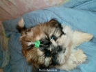 cachorra shih tzu - mejor precio | unprecio.es
