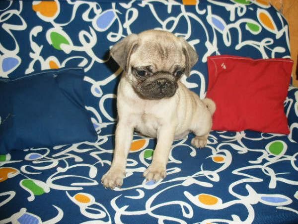 Cachorros de Carlino, los vendo a buen precio