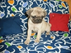 Cachorros de Carlino, los vendo a buen precio - mejor precio | unprecio.es