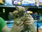 CACHORROS DE CHIHUAHUA, EXCELENTES 650 EUROS - mejor precio | unprecio.es