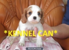 Excelente camada de Cavalier - mejor precio | unprecio.es