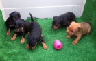 Pinscher miniatura cachorros con pedigri. - mejor precio | unprecio.es
