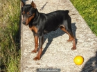 pinscher para montas - mejor precio | unprecio.es