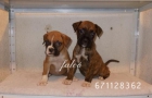 Boxer cachorros...hembra - mejor precio | unprecio.es