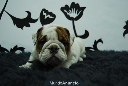 Bulldog Ingles Excelente camada