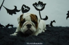 Bulldog Ingles Excelente camada - mejor precio | unprecio.es