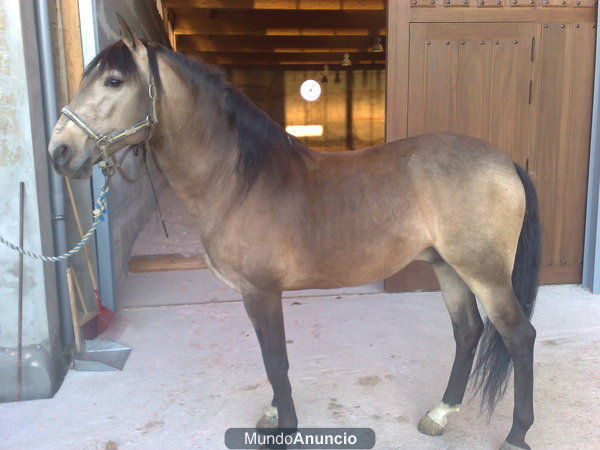 CABALLOS PUROS LUSITANOS MUY TOREROS