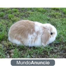 conejos belier