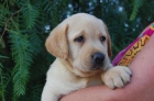 Extraordinario cachorro macho de Labrador Retriever - mejor precio | unprecio.es
