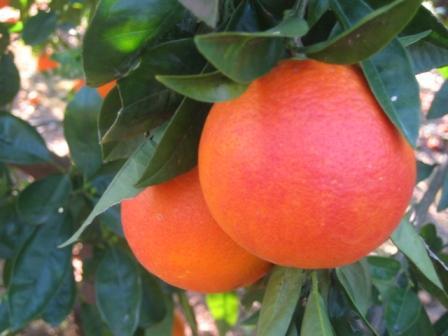 LAS MEJORES NARANJAS Y MANDARINAS VALENCIANAS