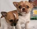 Lúdicas Chihuahua cachorros gratis