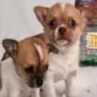 Lúdicas Chihuahua cachorros gratis - mejor precio | unprecio.es