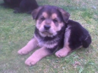Se regala precioso cachorro Eurasier (tipo chow chow) - mejor precio | unprecio.es