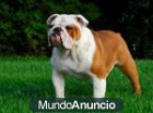 CACHORRITOS PRECIOSOS DE YORKSHIRE - mejor precio | unprecio.es