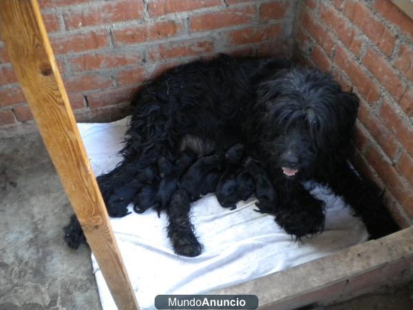 Cachorros de Schnauzer gigante