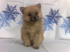Lulu de pomerania machitos & hembritas muy pequeñitos - mejor precio | unprecio.es