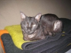 PATI EN ADOPCION - mejor precio | unprecio.es