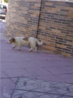 PERRO PERDIDO EN MADRID. AYUDA URGENTE A ENCONTRARLO - mejor precio | unprecio.es