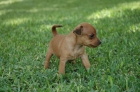 PINSCHER MINIATURA MACHO - mejor precio | unprecio.es
