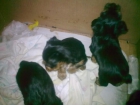 se venden 5 hemosos cachorritos de yorhsire a mui buen precio - mejor precio | unprecio.es