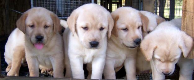 Se venden 8 cachorros de labrador retriever (pura