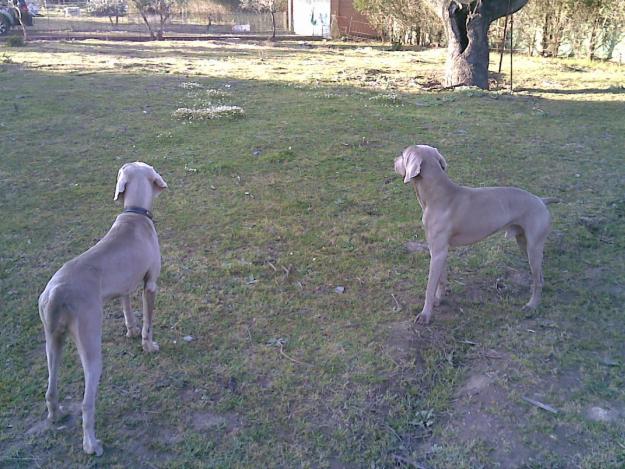 weimar weimaraner