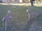 weimar weimaraner - mejor precio | unprecio.es