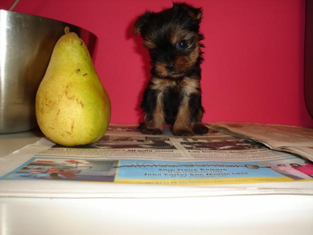 yorkshire terrier