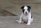 Bulldog Frances con Pedigree - mejor precio | unprecio.es