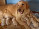 Cachorros Golden Retriever - mejor precio | unprecio.es