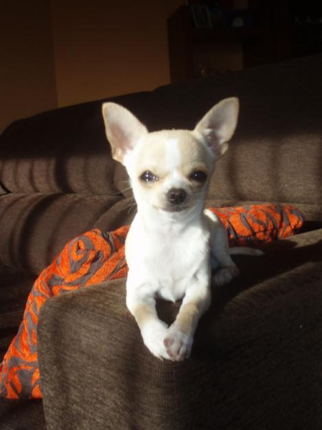 Chihuahua Hembra busca Macho para Monta