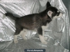 hermosos husky siberiano, cacahorros, DOS - mejor precio | unprecio.es