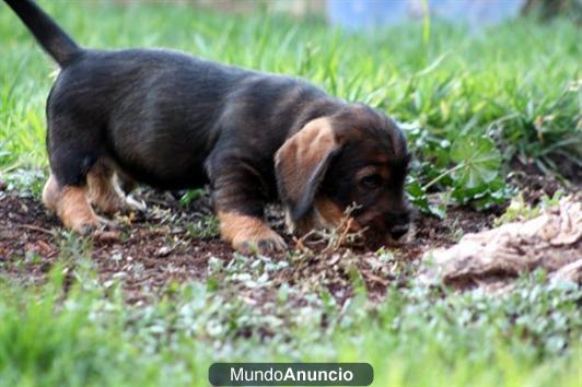 Preciosos cachorros de teckel standard de pelo duro,